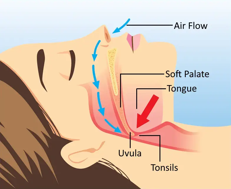 diagram showing closed airway for breathing